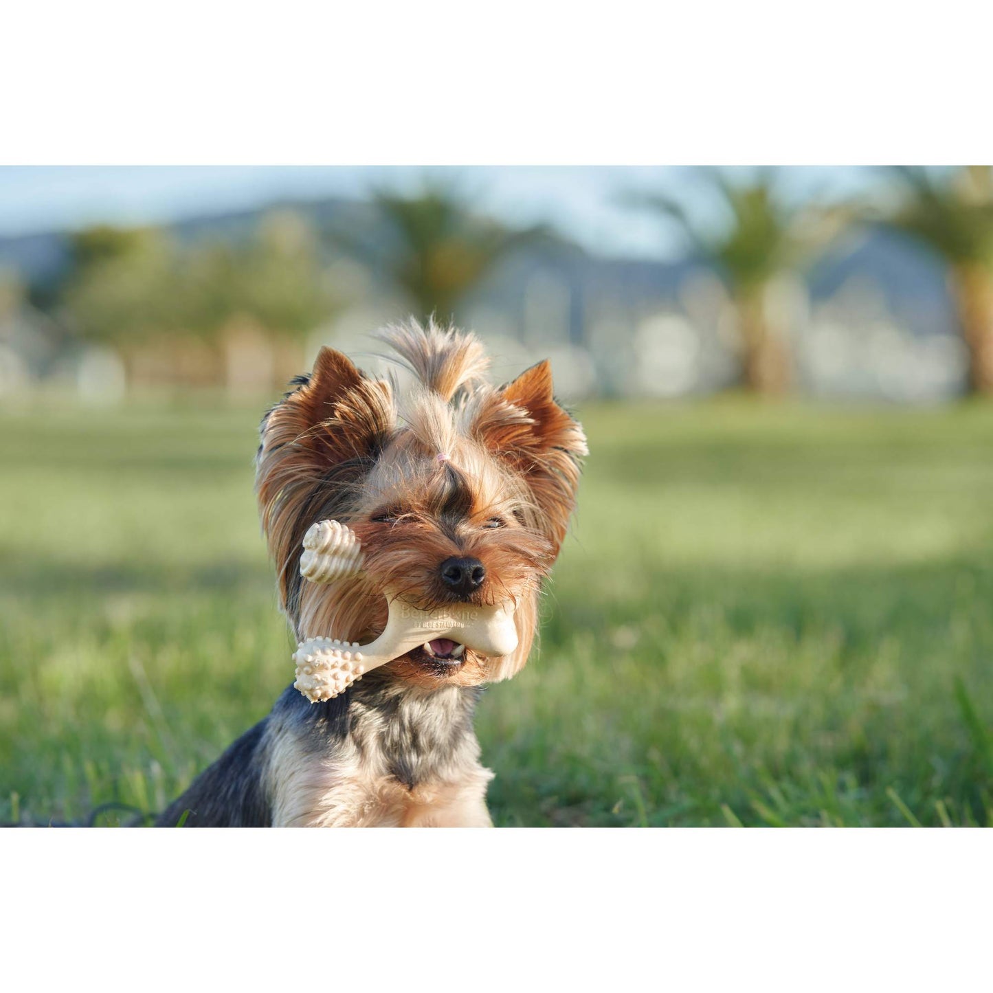 Eco-Friendly Tough Chew: BetterBone HARD for Aggressive Chewers! BetterBone All Natural Eco-Friendly Dog Chews & Bones